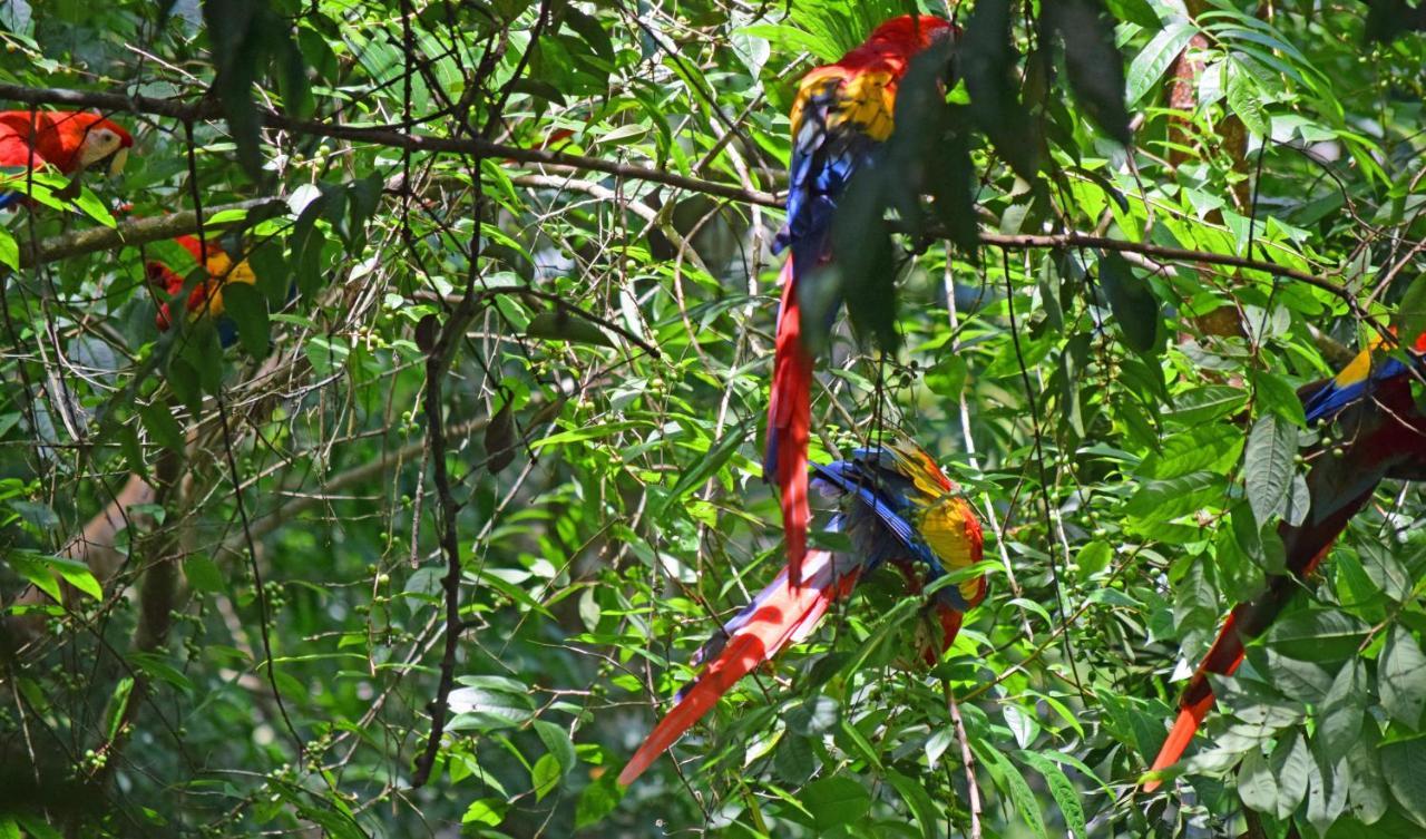 La Montanita Lodge Manuel Antonio Bagian luar foto